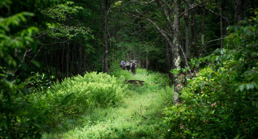 From a distance, a group of backpackers make their way through a dense, green wooded area